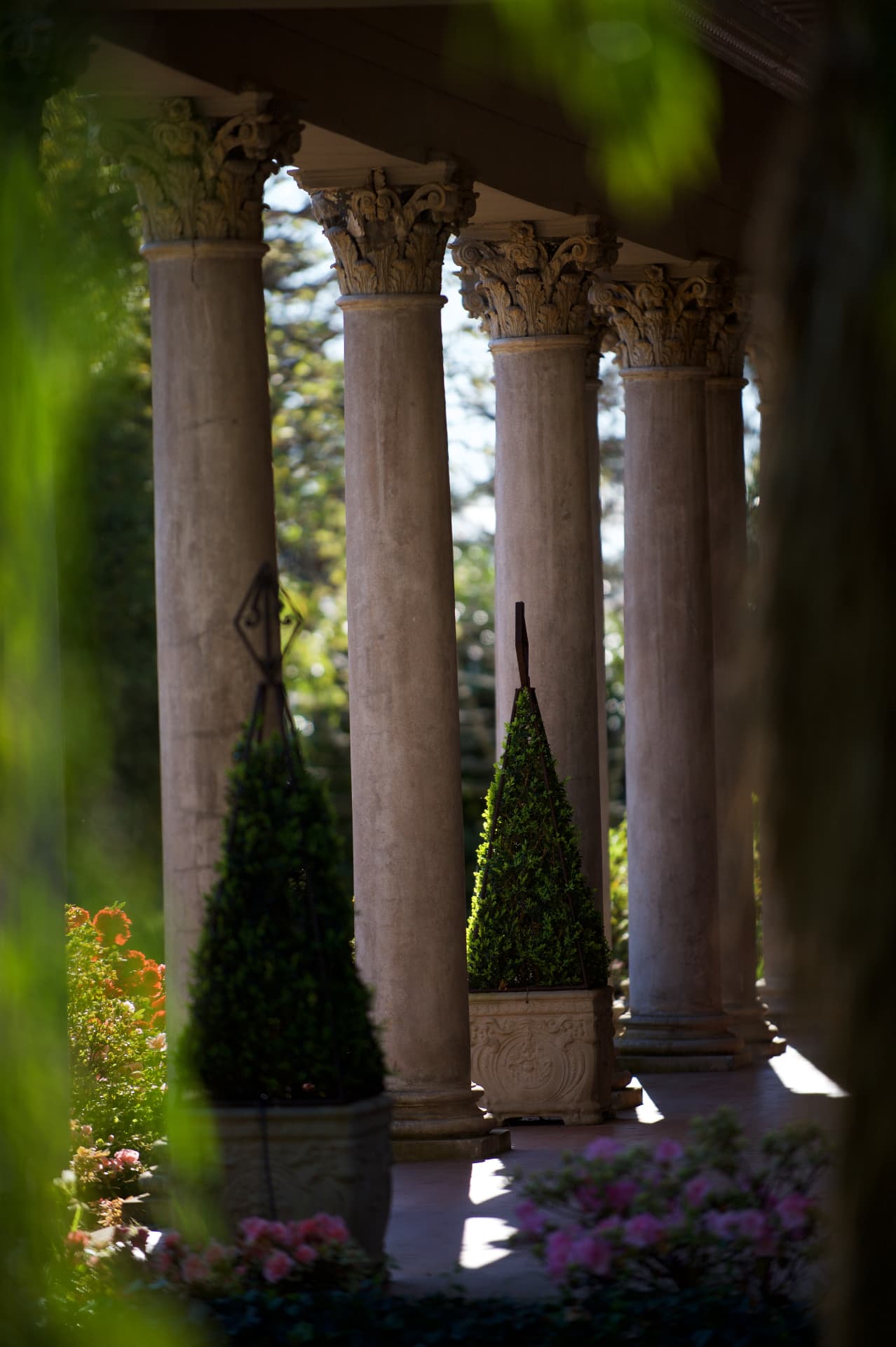 Sunlit Corinthian columns with topiary cones and flowering azaleas