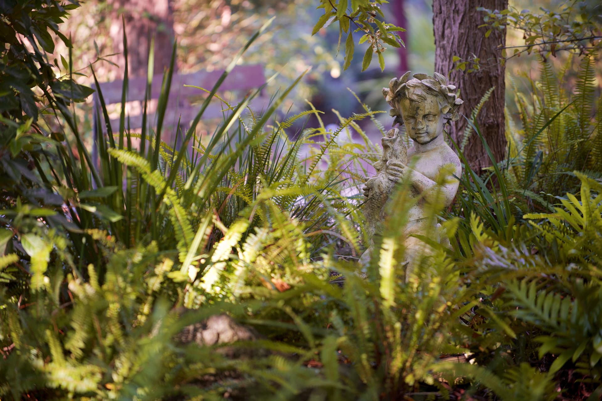 Stone cherub statue holding a lyre among ferns in a shaded garden